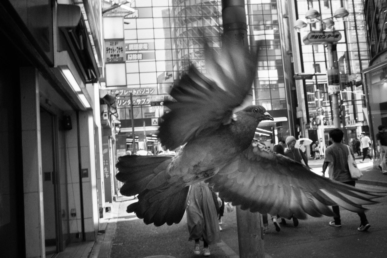 bird, architecture, vertebrate, built structure, animals in the wild, building exterior, animal wildlife, spread wings, flying, day, blurred motion, motion, real people, incidental people, people, group of animals, city, building, outdoors, flapping