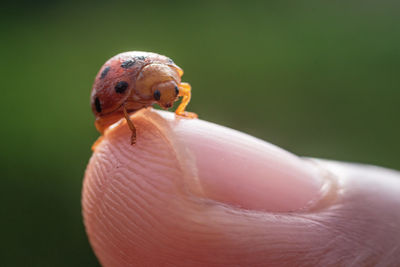 Close-up of human hand holding small leaf