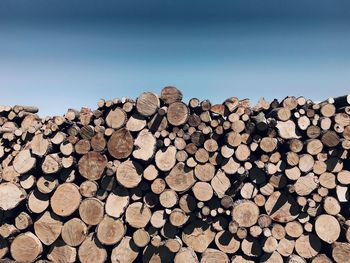 Stack of logs in forest