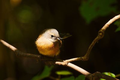 New zealand fantail bird in light forest.