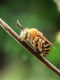 Close-up of bee on leaf