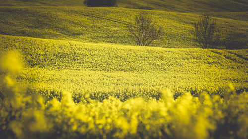 Scenic view of oilseed rape field