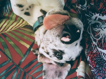 High angle view of a great dane puppy lying on bed