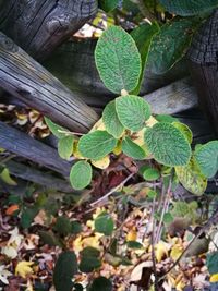 High angle view of leaves on plant