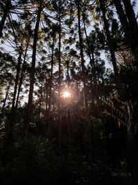 Sunlight streaming through trees in forest