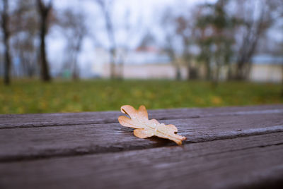 Close-up of leaf on bench