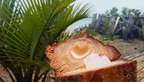 Close-up of coconut with palm tree