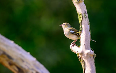 Male chaffinch, fringilla coelebs, perched on a dead tree branch