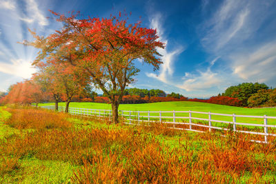 Trees on field against sky during autumn