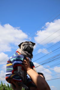 Low angle view of dog holding small against sky