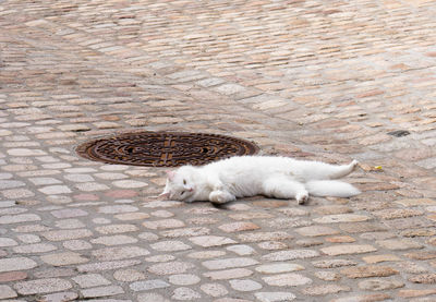 Cat on street