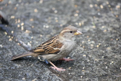 High angle view of bird perching on land