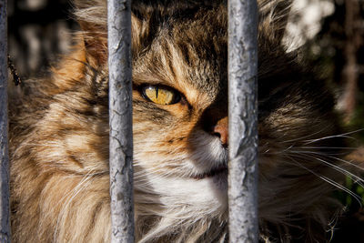 Portrait of cat in cage