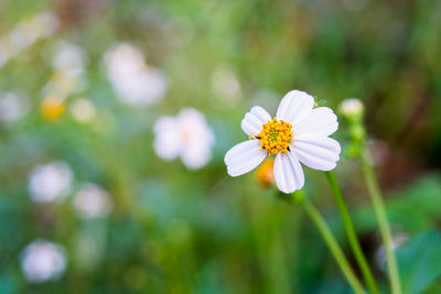 Close-up of white flowering plant