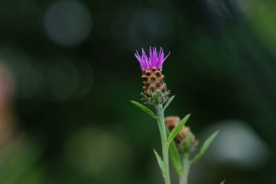 Close-up of purple flowering plant