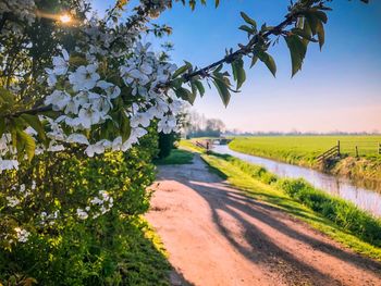 Road amidst agricultural field against sky