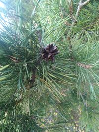 Close-up of pine cone on tree