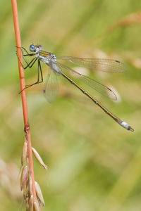 dragonflies and damseflies