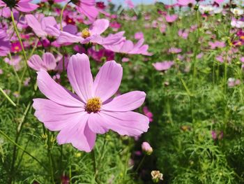 Close-up of pink cosmos flower