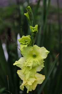 Close-up of yellow flowering plant