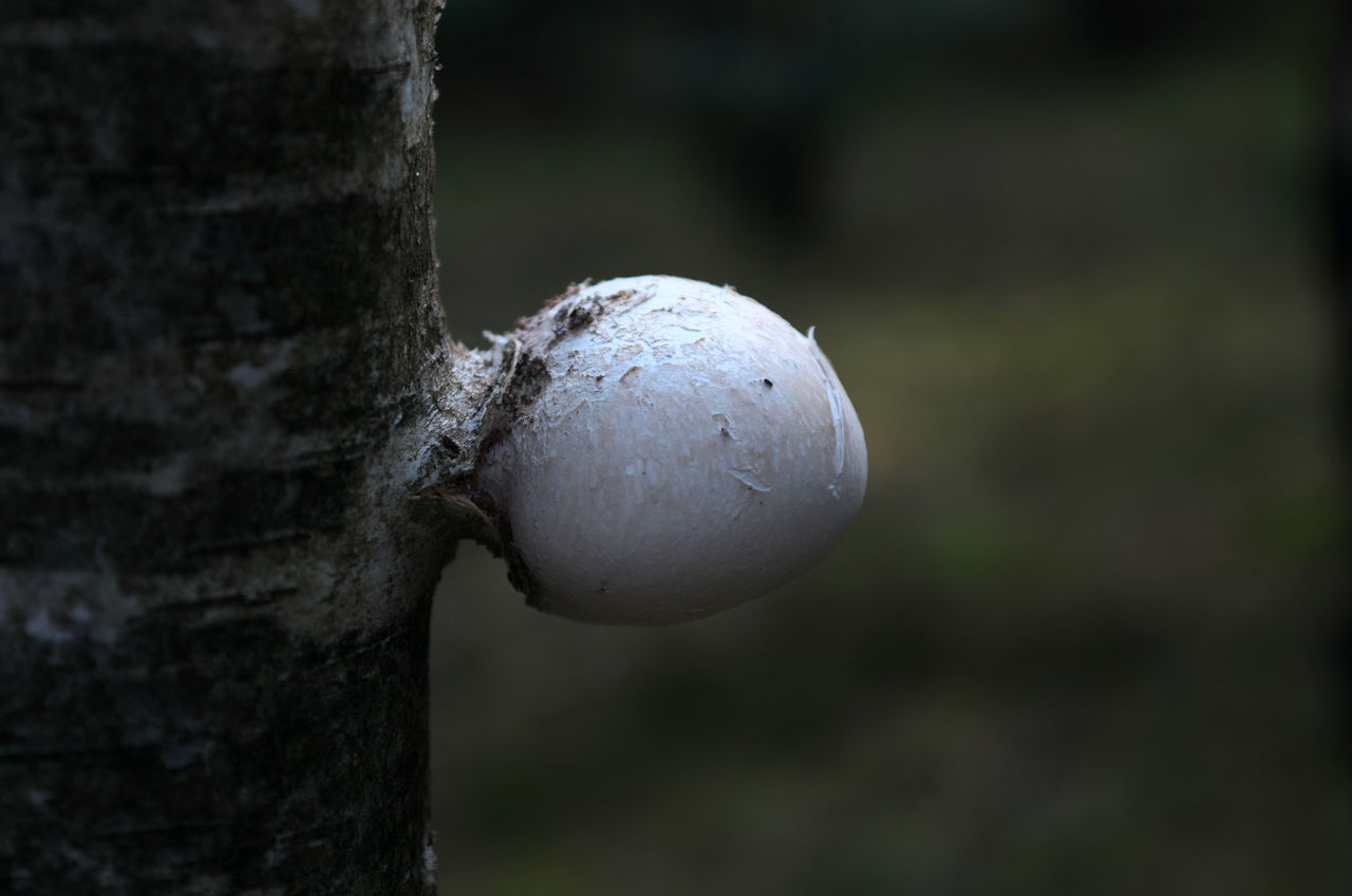 CLOSE-UP OF WILD MUSHROOM GROWING ON TREE TRUNK