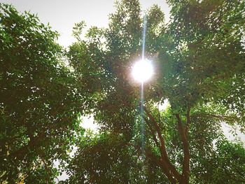 Sun shining through trees