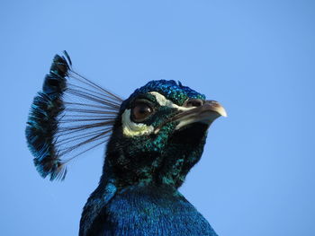 The majesty of the peacock