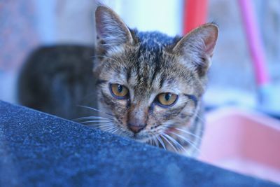 Close-up portrait of cat