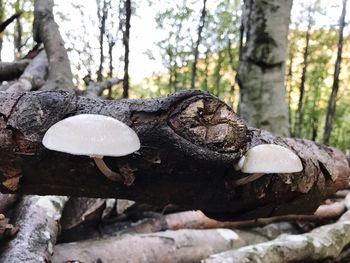 Close-up of mushroom growing on tree trunk in forest