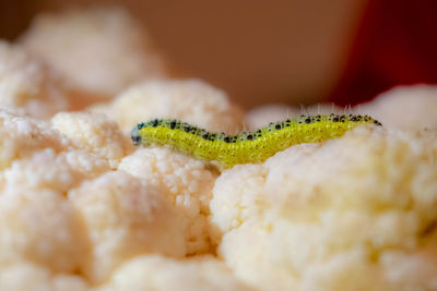 Close-up of green beans