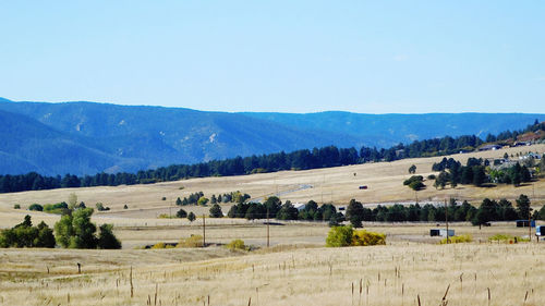 Scenic view of field against clear sky