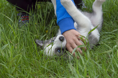 Low section of woman with puppy on field