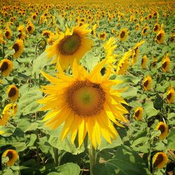 Sunflower blooming in field