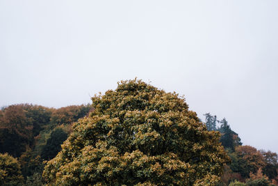 Low angle view of trees against sky