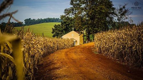 rural scene