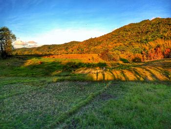 Scenic view of field against clear sky