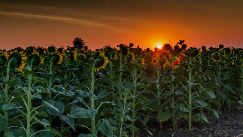 Scenic view of sunflower field against sky during sunset