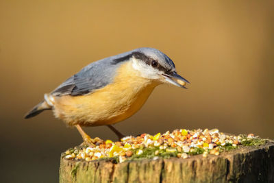 Close-up of bird perching on wood