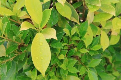 leaf