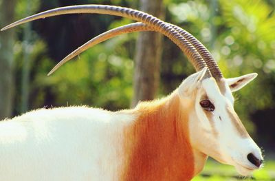 Close-up of scimitar oryx in forest