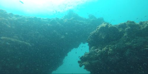 View of coral swimming in sea