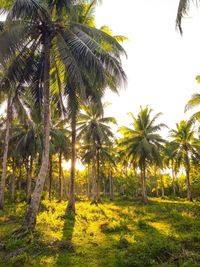 Scenic view of palm trees against sky