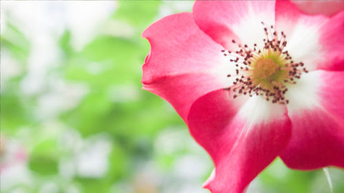 Macro shot of pink flower