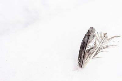 High angle view of feather against white background