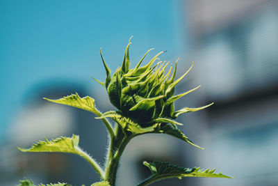 Close-up of fresh green plant