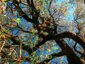 Low angle view of tree in forest against sky