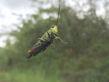 Close-up of insect