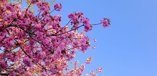 Low angle view of pink cherry blossoms in spring