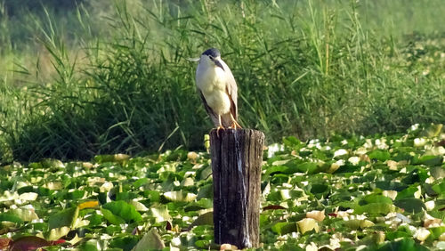 Gray heron perching on wooden post