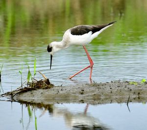 Bird in a lake